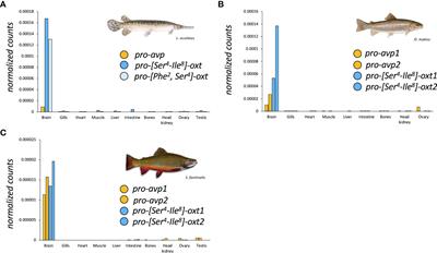 Reproductive roles of the vasopressin/oxytocin neuropeptide family in teleost fishes